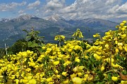 79 Splendida ginestra con vista in Menna-Arera-Grem